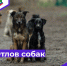 С 18 марта 2026 года до конца марта месяца в г. Щигры будет произведён плановый и внеплановый отлов безнадзорных животных. - Город Щигры